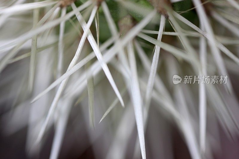 泰迪熊Cholla sp.仙人掌刺